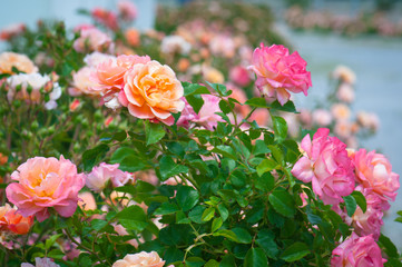 Beautiful fresh natural pink roses in garden
