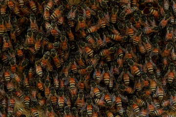 Fototapeta premium Group of small Wild bees working at bee on its nest,on tree