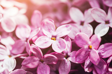 Naklejka na ściany i meble Macro lilac flowers background. Copyspace for text. Spring concept.