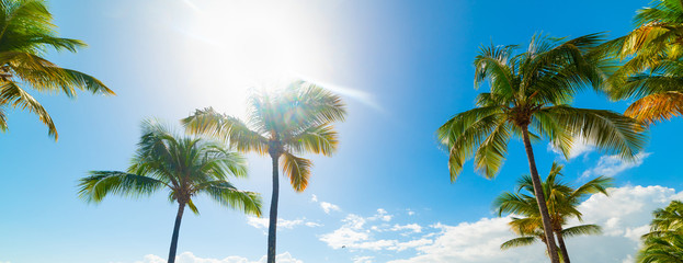 Coconut palm trees in Guadeloupe