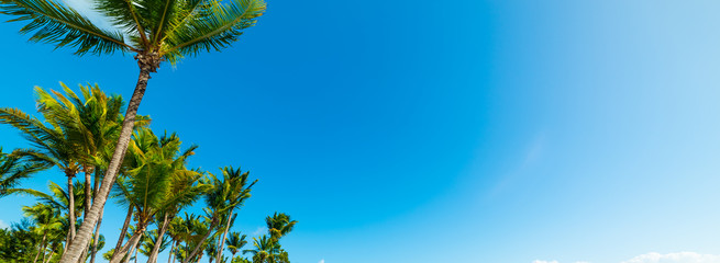 Coconut palm trees under a blue sky in Guadeloupe