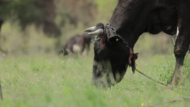 Close Shot of a Black Cow that Grazes in a Meadow