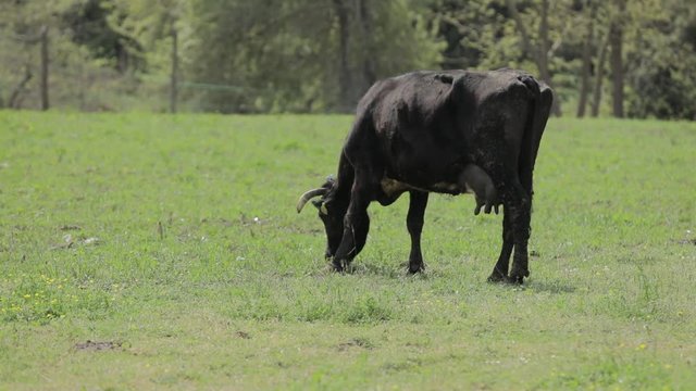 Black Cow Grazing in the Meadow