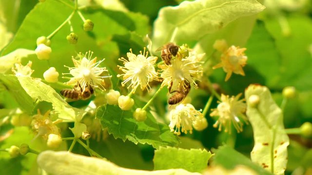 Detail of honey bees on linden flowers. Apis Mellifera Carnica. Slovenia. Flat plane