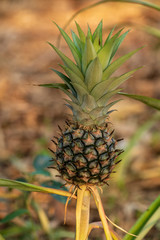 Obraz premium mini pineapple In the garden backyard.