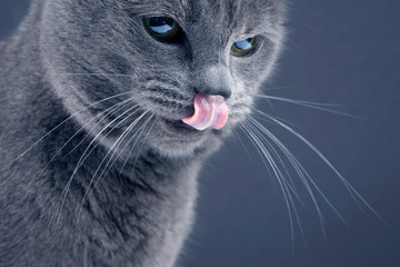 Studio portrait of a gray cat with tongue hanging out