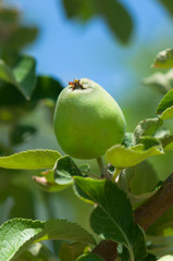 Green unripe apples on a tree branch with leaves.