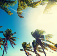 Palm trees under a shining sun in Key West