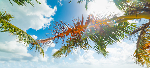 Palm trees under a shining sun in the Caribbean