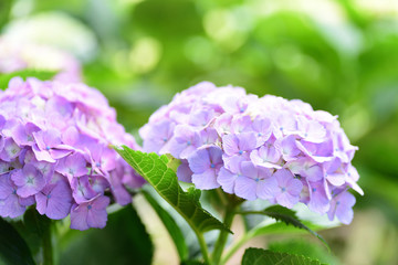 Fototapeta premium hydrangea