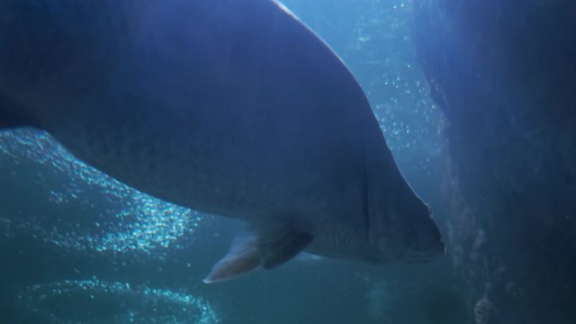 Fish aquarium. dangerous fish swiming in aquarium in oceanarium. Colorful aquarium tank filled with stones, seaweed. Colorful aquarium, beautiful fish in ocean.