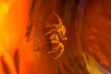 jumping spider on  Orange background