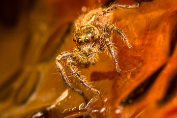 jumping spider on  Orange background