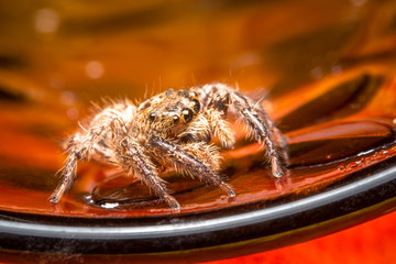 jumping spider on  Orange background