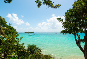 Plants and clear water in La Datcha beach