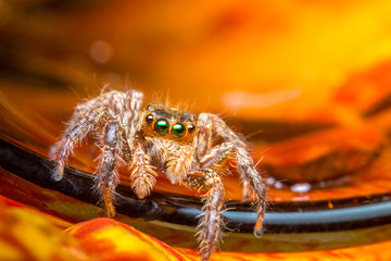 jumping spider on  Orange background