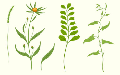  drawing botanical flower branch spring floral vintage vector element flora   herbal garden herb botany natural organic  summer plant leaf