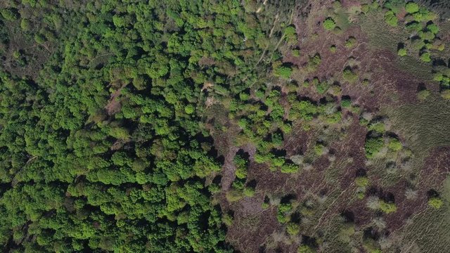 Oak forest, Springtime, Remendon forest, Guriezo Municipality, Cantabria, Spain, Europe