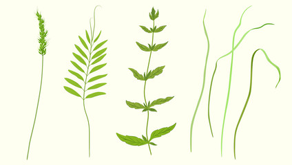  drawing botanical flower branch spring floral vintage vector element flora   herbal garden herb botany natural organic  summer plant leaf