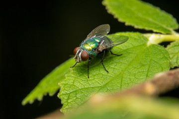 fly on leaf