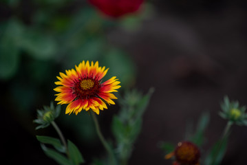 flower in the garden