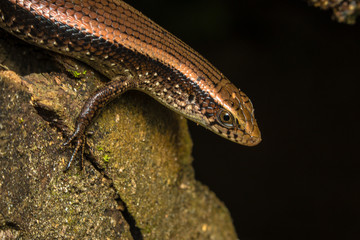 lizard on rock