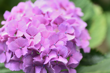 Obraz premium hydrangea