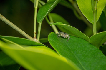 jumping spider on leaf