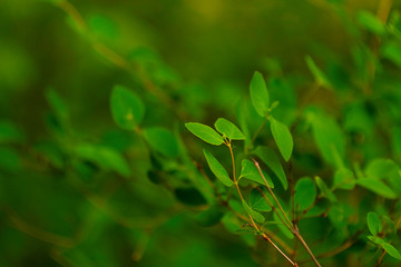 Forest green leaf in dark swamp during a summer morning nature design