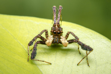 jumping spider on white background