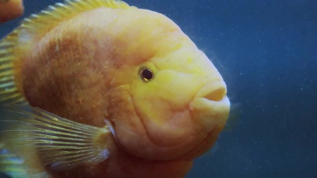 Fish aquarium. dangerous fish swiming in aquarium in oceanarium. Colorful aquarium tank filled with stones, seaweed. Colorful aquarium, beautiful fish in ocean.