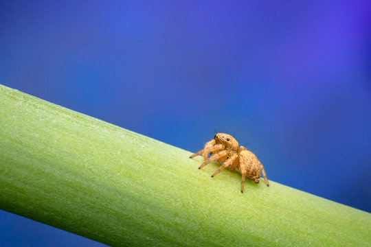 jumping spider on a leaf blue blackguard