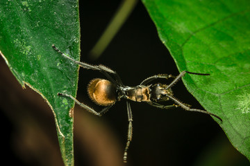 Black ant on leaf