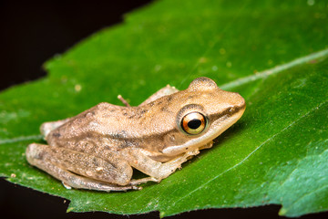 green tree frog