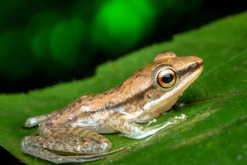 green tree frog