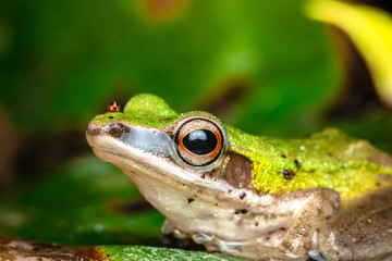 green tree frog