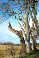 Trees at the Dark Hedges, Northern Ireland