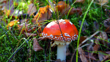 red fly agaric in the forest