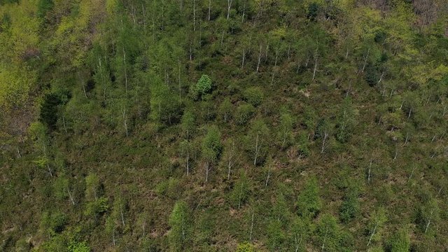 Oak forest, Springtime, Remendon forest, Guriezo Municipality, Cantabria, Spain, Europe