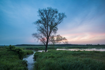 Obraz na płótnie Canvas Lonely tree over the backwaters Pilica river near Sulejow, Lodzkie, Poland