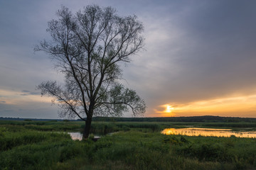 Fototapeta na wymiar Lonely tree over the backwaters Pilica river near Sulejow, Lodzkie, Poland
