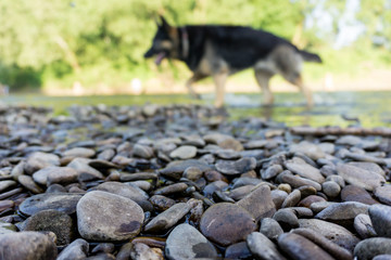 Dog or Stone