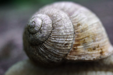 Schnecke 1