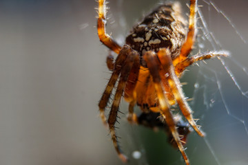 Spinne