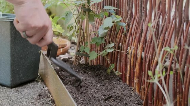 Close up of a rake tending plant. Gardening on a sunny day