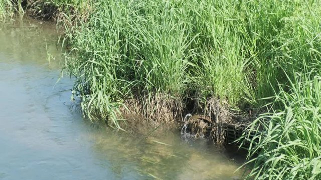 Water flowing out of drain tile in late spring in the midwest after rainy season with lots of flooding.