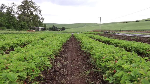 Moving down multiple rows of green strawberry plants with ripening strawberries. Moving nature background.