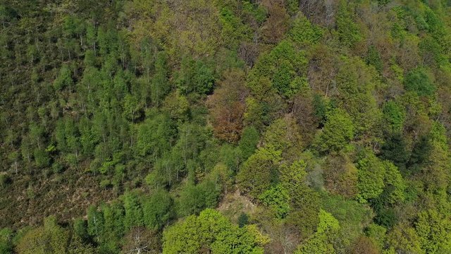 Oak forest, Springtime, Remendon forest, Guriezo Municipality, Cantabria, Spain, Europe