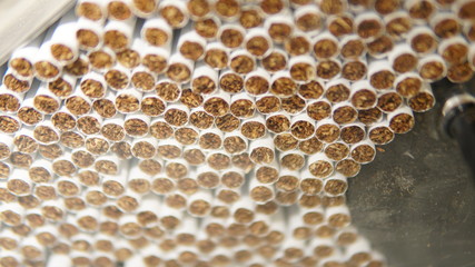 Cigarettes on a production line in a tobacco factory