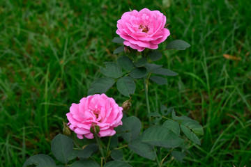  Roses are planted in the garden in front of the house. The pink flowers look beautiful.